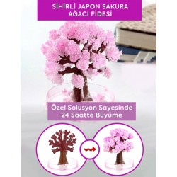 3lü SET - SİHİRLİ JAPON SAKURA AĞACI FİDESİ SETİ